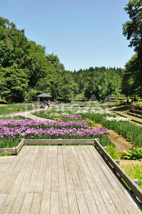 しらさぎ森林公園 しらさぎ森林公園,森林公園,自然の写真素材