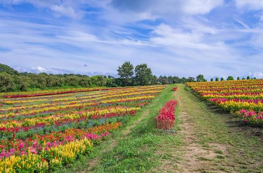 栃木県那須町 那須フラワーワールド 栃木県那須町 那須フラワーワールドの写真
