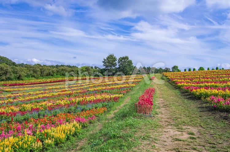 栃木県那須町　那須フラワーワールド 栃木県,那須町,那須高原の写真素材