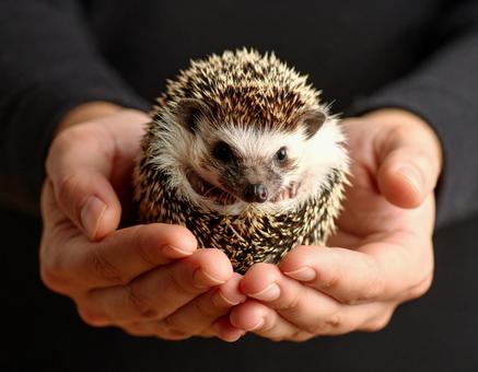 手のひらに乗っているハリネズミ3 手のひらに乗っているハリネズミ3の写真