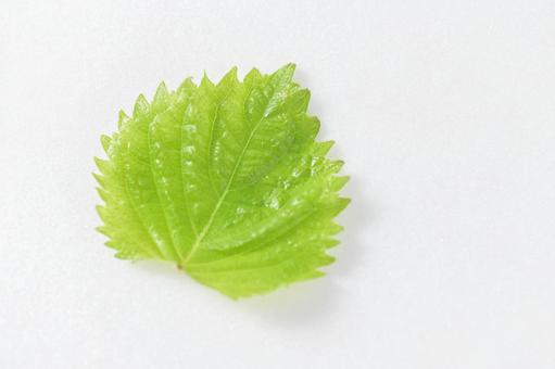 フレッシュな大葉/青じそのイメージ素材 フレッシュな大葉/青じそのイメージ素材 大葉,青じそ,しその写真素材