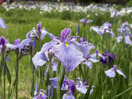 Photo, ayame, plant, early summer, 