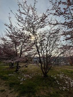仙台三神峯公園の桜⑤ 仙台三神峯公園の桜⑤の写真