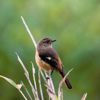 ジョウビタキ♀ ジョウビタキ♀の写真