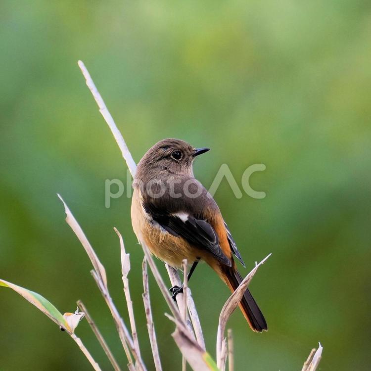 ジョウビタキ♀ ジョウビタキ,メス,ジョビコの写真素材