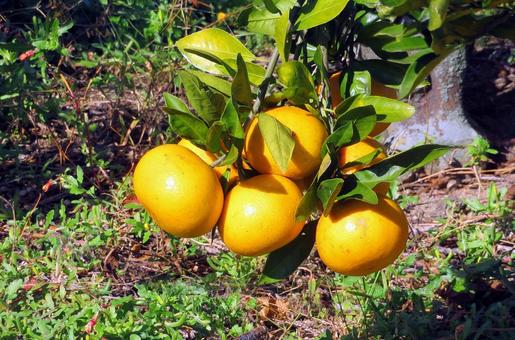 伊予柑 みかん,柑橘類,イヨカンの写真素材