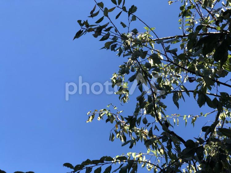 青空と木 自然,木,風景の写真素材