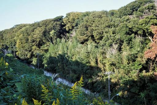山の緑 山の緑の写真