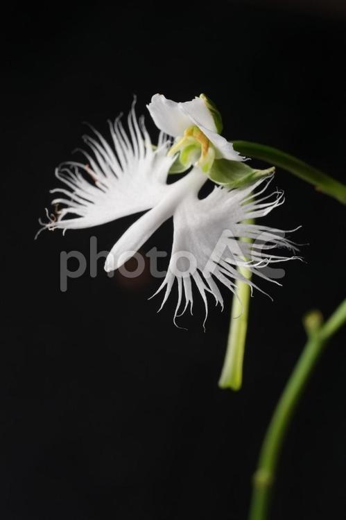 サギソウ サギソウ,白,花の写真素材