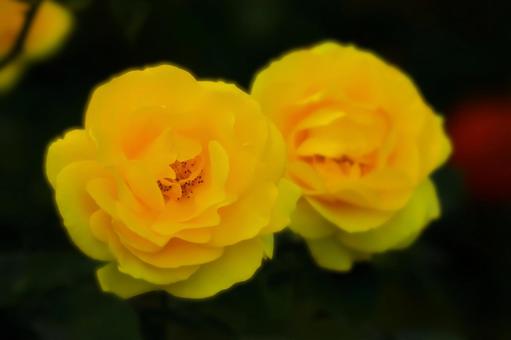 開花した二輪の秋咲きの黄色い薔薇の花 開花した二輪の秋咲きの黄色い薔薇の花 植物,花,薔薇の写真素材