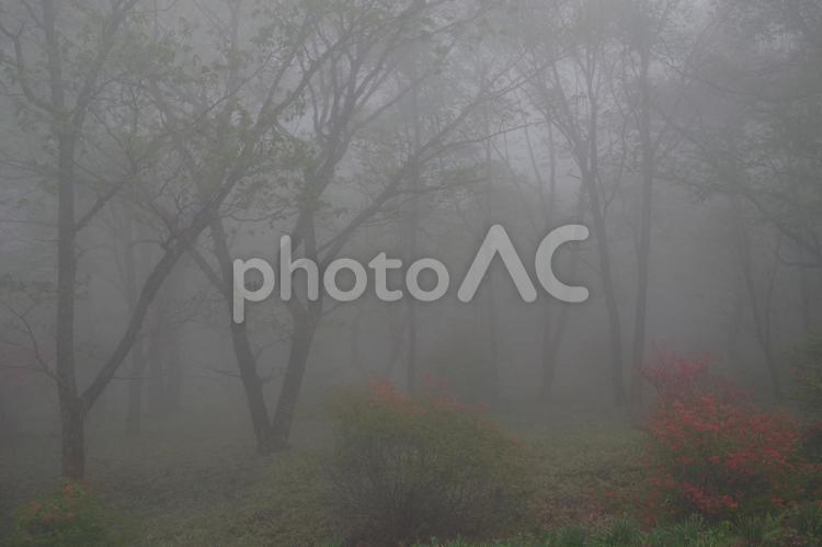 霧がかった榛名湖周辺の平原 自然,風景,霧の写真素材