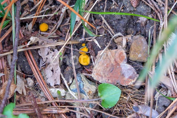 落ち葉の間に顔を出す黄色いキノコ キノコ,黄色,小さいの写真素材