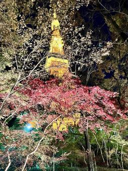 紅葉越しの東京タワー 紅葉越しの東京タワー 東京タワー,紅葉,夜景の写真素材