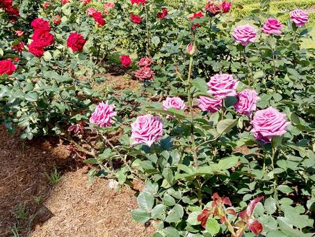 バラ バラ バラ,ローズ,花びらの写真素材