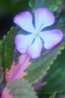 落花したニチニチソウの写真