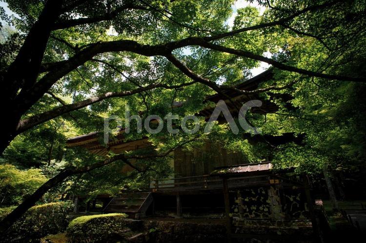 フィルムカメラ風の神社の写真 大原三千院,日本庭園,フィルムカメラ風の写真素材