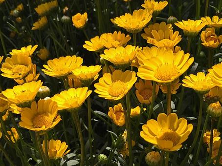 見頃を迎える黄色い花 見頃を迎える黄色い花の写真
