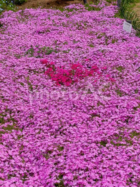 長居植物園の芝桜 芝桜,シバザクラ,鮮やかの写真素材