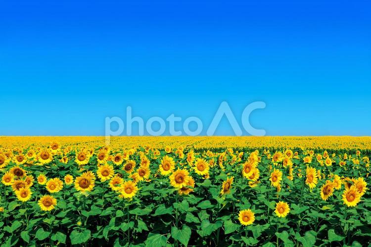ひまわり畑　2636 ひまわり,夏,ひまわり畑の写真素材