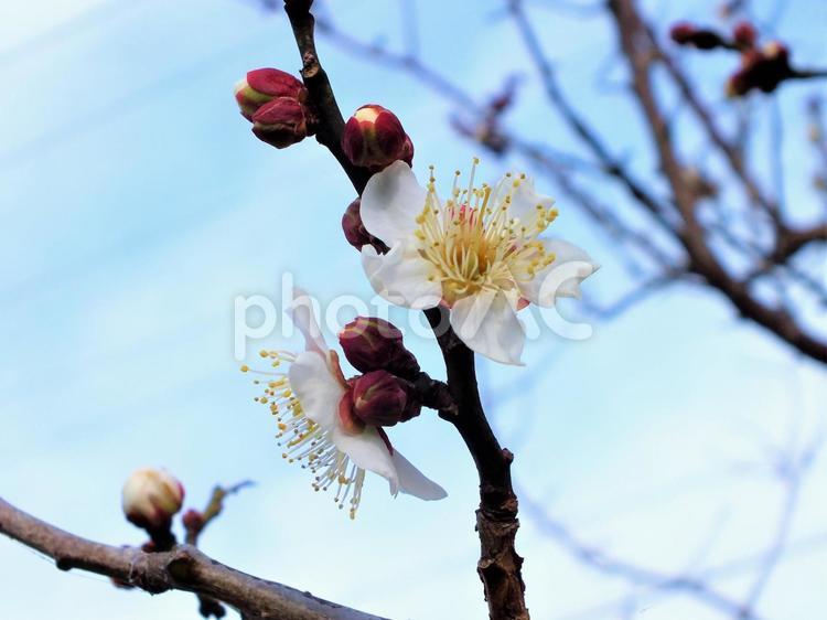 枝先に咲く白い梅の花 梅,白梅,梅の木の写真素材