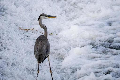 アオサギの狩り⑴ アオサギの狩り⑴ 鳥,野鳥,アオサギの写真素材