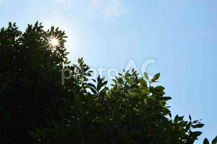 光条と木と空 太陽,光,光条の写真素材