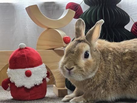 クリスマスの飾りとうさぎ クリスマスの飾りとうさぎ うさぎ,クリスマス,ウサギの写真素材