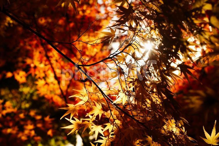 幻想的な紅葉の美しさ もみじ,紅葉,モミジの写真素材