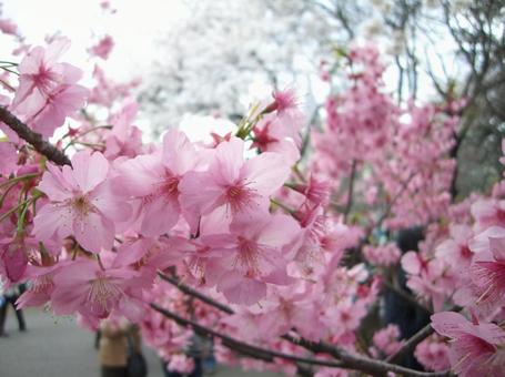 桜の写真