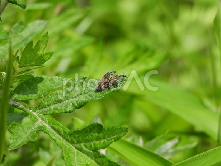 ナガカツオゾウムシのカップル ナガカツオゾウムシ,ゾウムシ科,カツオゾウムシ亜科の写真素材