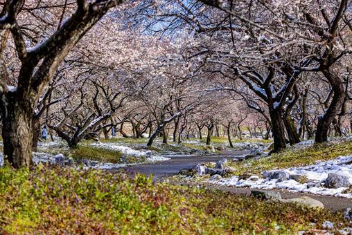 いなべ市農業公園　満開の梅園 花,梅,春の写真素材