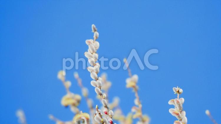 青空の下で幻想的に揺れるネコヤナギ ネコヤナギ,花,白の写真素材