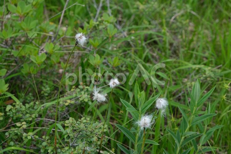 世界谷地原生花園（栗駒山）の高山植物 世界谷地原生花園,世界谷地,栗駒山の写真素材