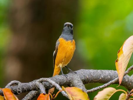 枝にとまるジョウビタキのオス ジョウビタキ,ジョビオ,鳥の写真素材