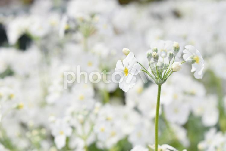 お花畑・白いサクラソウ あかるい,いやし,うつくしいの写真素材