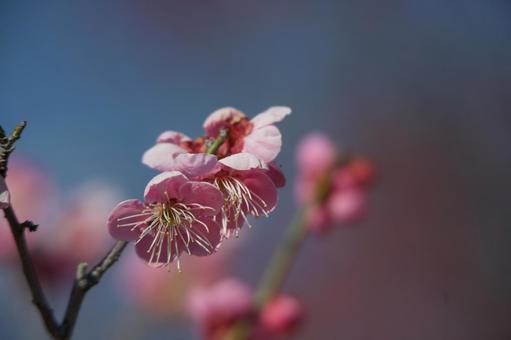 枝先の梅の花 枝先の梅の花の写真