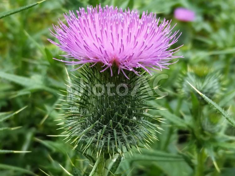 アザミの花が咲きました 花,アザミ,紫色の写真素材