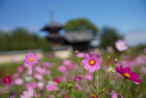 法起寺のコスモス 風景,秋,10月の写真素材