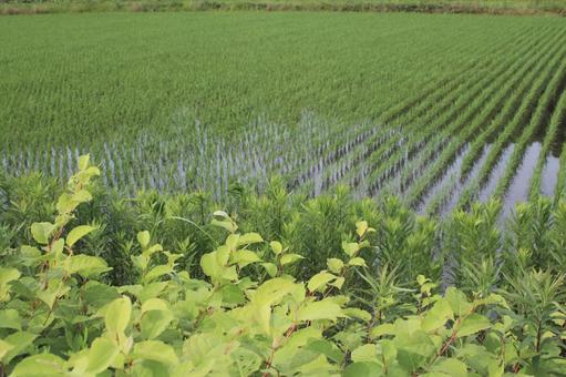 水田のある風景 水田のある風景の写真
