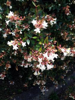 Photo, park, flower, natural, 
