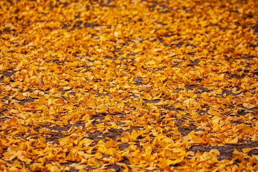 Ginkgo Carpet, JPG