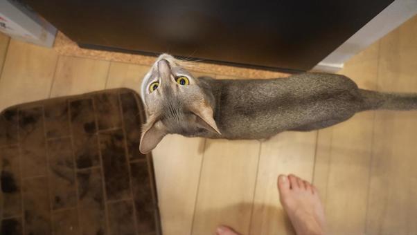 アビシニアンが冷蔵庫の前でおねだり アビシニアンが冷蔵庫の前でおねだりの写真