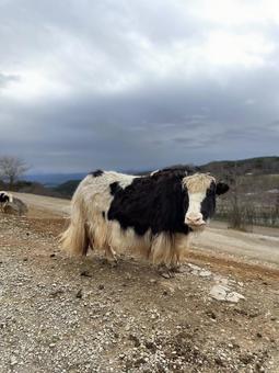 岩場に立つ牛 岩場に立つ牛の写真