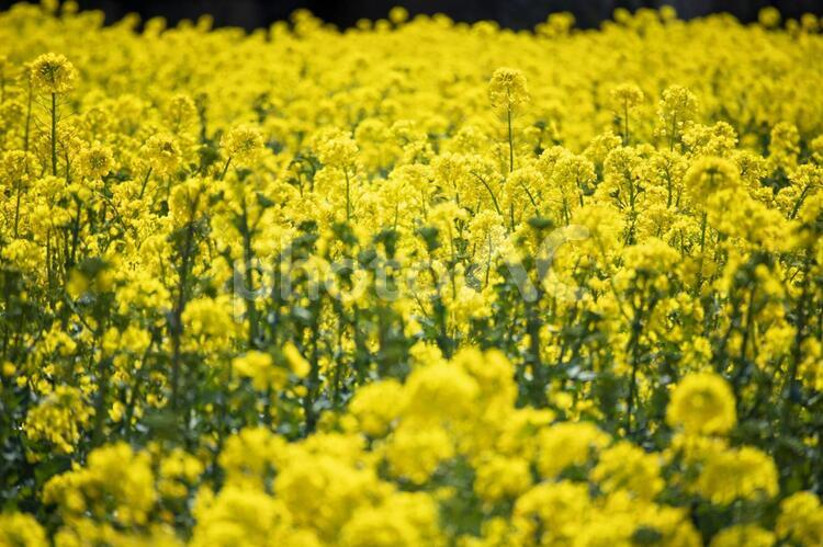 満開の菜の花畑の背景素材 春,菜の花,アブラナの写真素材