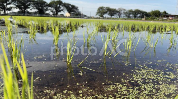 田植えが終わった水田の苗 田植え,足跡,米不足の写真素材