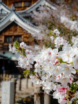 広島城 桜,広島城,春の写真素材
