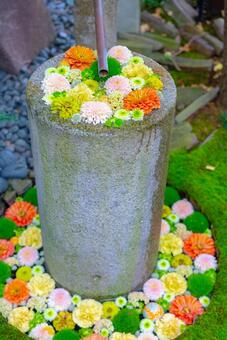 彩り豊かな花手水 花手水,花,水の写真素材