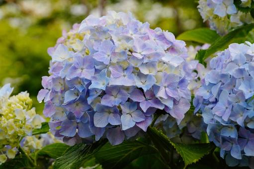 アジサイの花 アジサイの花の写真