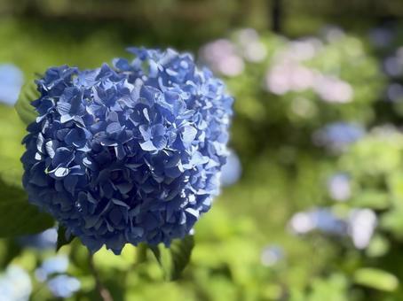 紫陽花 紫陽花の写真
