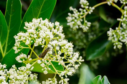 Photo, flower, early summer, sweet viburnum, 